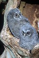 Jeunes chouettes hulottes sur le bord de leur cavité oiseau;rapace;nocturne;chouette-hulotte;strix-aluco;juvenile;bord-du-nid;yvelines-78;france; 