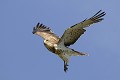 Circaète Jean-le-Blanc en vol oiseau;rapace;circaete-jean-le-blanc;circaetus-gallicus;vol;yvelines-78;france; 