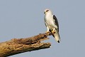 Elanion blanc sur un arbre mort oiseau;rapace;elanion-blanc;elanus-caeruleus;perché;arbre-mort;lot-46;france; 