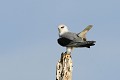 Elanion blanc perché sur un arbre mort oiseau;rapace;elanion-blanc;elanus-caeruleus;arbre-mort;lot-46;france; 