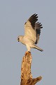 Elanion blanc à l'atterrissage oiseau;rapace;elanion-blanc;elanus-caeruleus;arbre-mort;atterrissage;lot46;france; 