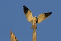 Elanion blanc atterrissant sur un arbre mort au soleil couchant oiseau;rapace;elanion-blanc;elanus-caeruleus;arbre-mort;aterrissage;lot46;france; 