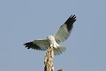 Elanion blanc à l'atterrissage oiseau;rapace;elanion-blanc;elanus-caeruleus;arbre-mort;atterrissage;lot-46;france; 