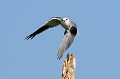 Elanion blanc décollant d'un arbre mort oiseau;rapace;elanion-blanc;elanus-caeruleus;vol;envol;arbre-mort;lot46;france; 