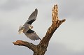 Elanion blanc décollant d'un arbre mort oiseau;rapace;elanion-blanc;elanus-caeruleus;vol;envol;arbre-mort;lot-46;france; 