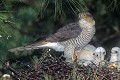 Epervier d'Europe au nid nourrissant ses jeunes oiseau;rapace,epervier-d-europe;accipiter-nisus;nid;jeunes;nourrissage;yvelines-78;france; 