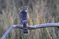 Epervier d'Europe femelle perché sur une branche morte oiseau;rapace;epervier-d-europe;accipiter-nisus;femelle;branche-morte;yvelines-78;france; 