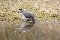 Epervier d'Europe femelle s'abreuvant dans une mare oiseau;rapace;epervier-d-europe;femelle;accipiter-nisus;mare;abreuvoir;reflet;yvelines-78;france; 