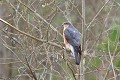 Epervier d'Europe mâle perché oiseau;rapace;epervier-d-europe;male;accipiter-nisus;perché;yvelines-78;france; 