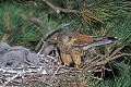 Faucon crécerelle mâle a son nid pour nourrir ses jeunes oiseau;rapace;faucon-crecerelle;male;nid;nourrissage;jeunes;pin;yvelines-78;france;falco-tinnunculus; 