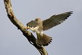 Faucon crécerelle atterrissant sur un arbre mort oiseau;rapace;faucon-crecerelle;juvenile;falco-tinnunculus;atterrissage;arbre-mort;yvelines-78;france; 