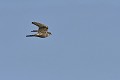 Faucon émerillon en vol oiseau;rapace;faucon-emerillon;falco-columbarius;vol;ile-d-yeu;france; 