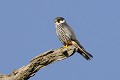 Faucon hobereau perché sur un arbre mort oiseau;rapace;faucon-hobereau;falco-subbuteo;arbre-mort;yvelines-78;france; 