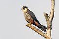 Faucon hobereau posé sur un arbre mort oiseau;rapace;faucon-hobereau;falco-subbuteo;perché-sur-un-arbre-mort;yvelines-78;france; 