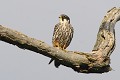 Faucon hobereau perché sur un arbre mort oiseau;rapace;faucon-hobereau;falco-subbuteo;pose-sur-un-arbre-mort;yvelines-78;france; 