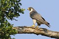 Faucon pèlerin perché oiseau;rapace;faucon-pelerin;falco-peregrinus;posé-dans-un-chene;yvelines-78;france; 