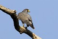 Faucon pèlerin perché sur un arbre mort oiseau;rapace;faucon-pelerin;falco-peregrinus;perché;yvelines-78;france; 