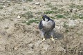 Faucon pèlerin au sol oiseau;rapace;faucon-pelerin;falco-peregrinus;sol;yvelines-78;france; 