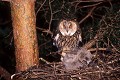 Hibou moyen-duc au nid avec ses jeunes oiseau;rapace;hibou-moyen-duc;asio-otus;nid;jeunes;yvelines-78;france; 