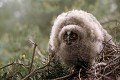 Jeune hibou moyen-duc en posture d'intimidation oiseau;rapace;nocturne;hibou-moyen-duc;juvenile;intimidation;yvelines-78;france; 