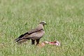 Milan noir sur une carcasse de lièvre oiseau;rapace;milan-noir;milvus-migrans;sol;carcasse-de-lievre;lot-46;france; 