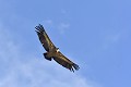 Vautour fauve en vol oiseau;rapace;vautour-fauve;gyps-fulvus;alpes-de-haute-provence-04;france; 