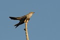 Coucou gris perché sur une branche morte oiseau;passereau;coucou-gris;cuculus;canorus;chant;branche-morte;yvelines-78;france; 