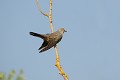 Coucou gris perché sur une branche morte oiseau;passereau;coucou-gris;cuculus-canorus;branche-morte;yvelines-78;france; 