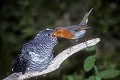 Coucou gris nourrit par un rougegorge oiseau;passereau;coucou-gris;cuculus-canorus;parasitisme:rougegorge;yvelines-78;france; 