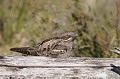 Engoulevent d'Europe sur un tronc d'arbre oiseau;passereau;engoulevent-d-europe;caprimulgus-europaeus;tronc-d-arbre;yvelines-78;france; 