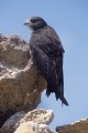 Martinet noir sur un rocher oiseau;passereau;martinet-noir;apus-apus;rocher;alpes-de-haute-provence-04;france; 