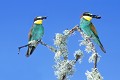 Couple de guêpier d'Europe perchés oiseau;passereau;guepier-d-europe;merops-apiaster;insecte;lichen;alpes-de-haute-provence-04;france; 