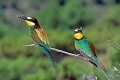 Couple de guêpiers d'Europe oiseau;passereau;guepier-d-europe;merops-apiaster;couple;alpes-de-haute-provence-04;france; 