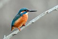 Martin pêcheur à l'approche de son nid oiseau;passereau;martin-pecheur;alcedo-atthis;poisson;nourrissage;yvelines-78;france; 