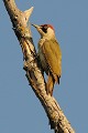 Pic vert sur un tronc oiseau;passereau;pic-vert;picus-viridis;tronc-d-arbre;yvelines-78;france; 