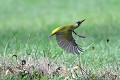 Pic vert décollant du sol oiseau;passereau;pic-vert;picus-viridis;vol;envol;lot-46;france; 