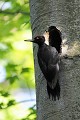 Pic noir à son nid creusé dans un hêtre oiseau;passereau;pic-noir;dryocopus-martius;nid;hetre;vertical;eure-27;france; 