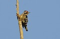 Pic épeichette sur un arbre mort oiseau;passereau;pic-epeichette;dendrocops-minor;arbre-mort;yvelines-78;france; 