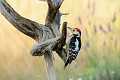 Pic mar sur un genèvrier oiseau;passereau;pic-mar;dendrocops-medius;genevrier;lot-46;france; 