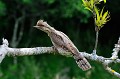 Torcol fourmilier en posture d'intimidation oiseau;passereau;torcol-fourmilier;jynx-torquilla;intimidation;lot-46;france; 