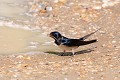 Hirondelle rustique amassant des matériaux pour son nid oiseau;passereau;hirondelle-rustique;hirundo-rustica;nid;materiaux;yvelines-78;france; 