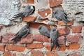 Hirondelles de rocher se chauffant au soleil oiseau;passereau;hirondelle-de-rocher;hirundo-rupestris;se-rechauffant-au-soleil;lot-46;france; 