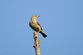 Pipit des arbres sur une branche morte oiseau;passereau;pipit-des-arbres;anthus-trivialis;branche-morte;yvelines-78;france; 