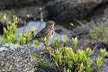 Pipit farlouse au sol oiseau;passereau;anthus-pratensis;pipit-farlouse;sol;ile-d-yeu;vendee-85;france; 