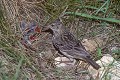 Pipit farlouse au nid oiseau;passereau;pipit-farlouse;anthus-pratensis;nid;jeunes;nourrissage;yvelines-78;france; 