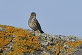 Pipit maritime au sol oiseau;passereau;pipit-maritime;anthus-petrosus;sol;iled-d-yeu;vendee-85;france; 