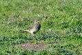 Pipit maritime au sol oiseau;passereau;pipit-maritime;anthus-petrosus;sol;ile-d-yeu;vendee-85;france; 