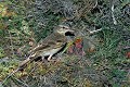 Pipit rousseline à son nid oiseau;passereau;pipit-rousseline;anthus-campestris;nid;nourrissage;jeunes;alpes-de-haute-provence-04;france; 