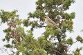 Pipit rousseline dans un genèvrier oiseau;passereau;pipit-rousseline;anthus-campestris;genevrier;alpes-de-haute-provence-04;france; 