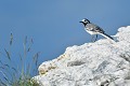 Bergeronnette grise sur un rocher oiseau;passereau;bergeronnette-grise;motacilla-alba;rocher;alpes-de-haute-provence-04;france; 